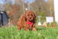 Cash, a male Cavapoo for sale in Dalton, OH – Photo 6 of 6