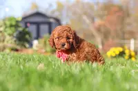 Cash, a male Cavapoo for sale in Dalton, OH – Photo 3 of 6