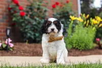 Isaiah, a male Cavapoo for sale in Dalton, OH – 5 of 6
