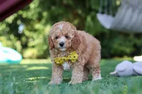 Shepherd, a male Cavapoo for sale in Dalton, OH – 4 of 6