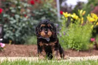 Benji, a male Cavapoo for sale in Dalton, OH – 4 of 6