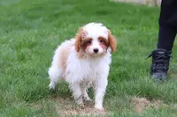 Clay, a male Cavapoo for sale in Dalton, OH – Photo 8 of 8