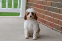 Clay, a male Cavapoo for sale in Dalton, OH – Photo 2 of 8