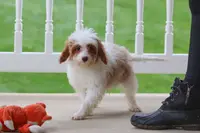 Clay, a male Cavapoo for sale in Dalton, OH – Photo 7 of 8