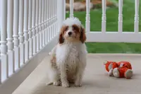 Clay, a male Cavapoo for sale in Dalton, OH – Photo 6 of 8