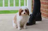 Clay, a male Cavapoo for sale in Dalton, OH – Photo 3 of 8