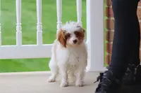 Clay, a male Cavapoo for sale in Dalton, OH – Photo 1 of 8