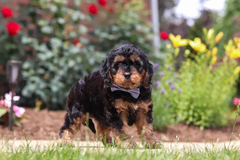 Benji – Cavapoo puppy for sale in Dalton, OH