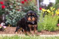 Benji, a male Cavapoo for sale in Dalton, OH – 1 of 6