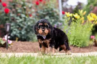 Benji, a male Cavapoo for sale in Dalton, OH – 2 of 6