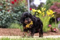 Alex, a male Cavapoo for sale in Dalton, OH – 4 of 6