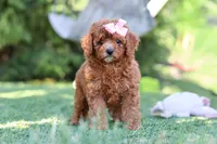 Blaire, a female Cavapoo for sale in Dalton, OH – 5 of 6