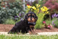 Benji, a male Cavapoo for sale in Dalton, OH – 3 of 6