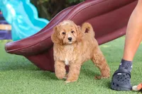 Kaylani, a female Cavapoo for sale in Dalton, OH – 6 of 9