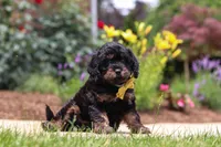 Alex, a male Cavapoo for sale in Dalton, OH – 2 of 6