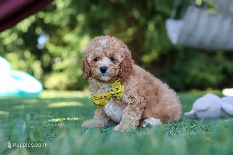 Shepherd – Cavapoo puppy for sale in Dalton, OH