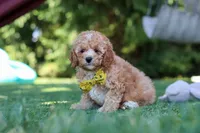 Shepherd, a male Cavapoo for sale in Dalton, OH – 1 of 6