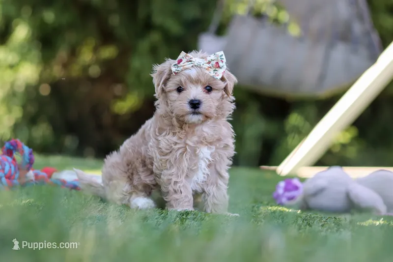 Kris – Maltipoo puppy for sale in Dalton, OH