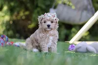 Kris, a female Maltipoo for sale in Dalton, OH – 1 of 6