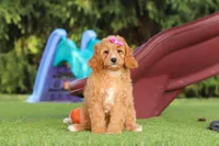 Kaylani, a female Cavapoo for sale in Dalton, OH – 2 of 9