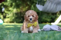 Shepherd, a male Cavapoo for sale in Dalton, OH – 5 of 6