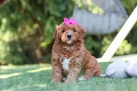 Sylvie, a female Cavapoo for sale in Dalton, OH – 5 of 6