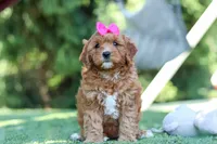 Sylvie, a female Cavapoo for sale in Dalton, OH – 3 of 6