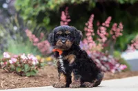 Chase, a male Cavapoo for sale in Dalton, OH – 4 of 6