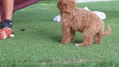 Kaylani, a female Cavapoo for sale in Dalton, OH – 9 of 9