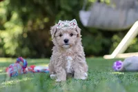 Kris, a female Maltipoo for sale in Dalton, OH – 4 of 6