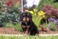 Benji, a male Cavapoo for sale in Dalton, OH – 5 of 6