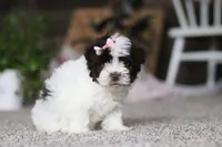 Jayla, a female Havanese for sale in Dalton, OH – Photo 3 of 6