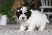 Jayla, a female Havanese for sale in Dalton, OH – Photo 1 of 6