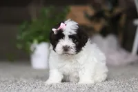 Jayla, a female Havanese for sale in Dalton, OH – Photo 2 of 6