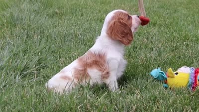Kobe, a male Cavalier King Charles Spaniel for sale in Dalton, OH – 6 of 6