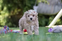 Kris, a female Maltipoo for sale in Dalton, OH – 2 of 6