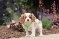 Kobe, a male Cavalier King Charles Spaniel for sale in Dalton, OH – 4 of 6