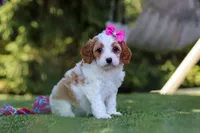 Ophelia, a female Cavapoo for sale in Dalton, OH – 1 of 6