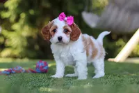 Ophelia, a female Cavapoo for sale in Dalton, OH – 5 of 6