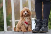 Asher, a male Cavapoo for sale in Dalton, OH – Photo 5 of 5
