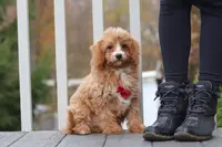 Asher, a male Cavapoo for sale in Dalton, OH – Photo 2 of 5