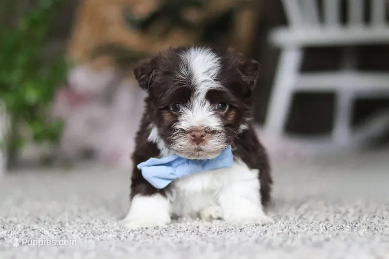 Cole – Havanese puppy for sale in Dalton, OH