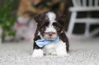 Cole, a male Havanese for sale in Dalton, OH – Photo 1 of 6