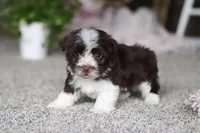 Cole, a male Havanese for sale in Dalton, OH – Photo 4 of 6