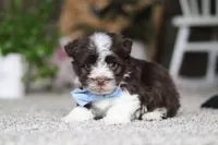 Cole, a male Havanese for sale in Dalton, OH – Photo 2 of 6