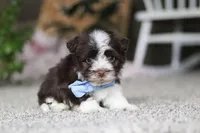 Cole, a male Havanese for sale in Dalton, OH – Photo 3 of 6