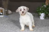 Cole, a male Havanese for sale in Dalton, OH – Photo 6 of 6