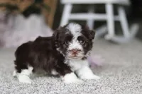 Cole, a male Havanese for sale in Dalton, OH – Photo 5 of 6