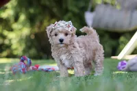 Kris, a female Maltipoo for sale in Dalton, OH – 3 of 6