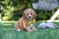 Shepherd, a male Cavapoo for sale in Dalton, OH – 2 of 6